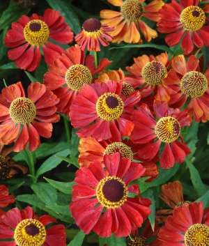 Helenium 'Rubinzwerg'