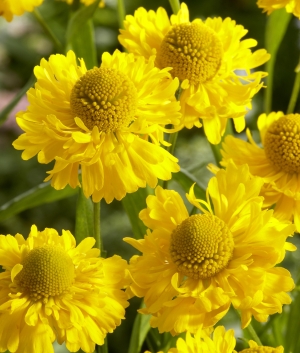 Helenium 'Double Trouble' ®