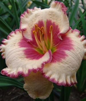 Hemerocallis 'Ageless Beauty'