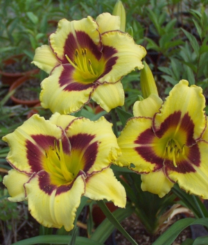 Hemerocallis 'El Desperado'