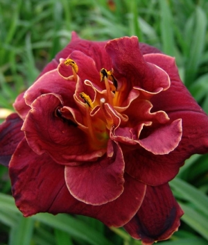 Hemerocallis 'Night Ember'