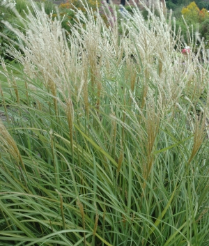 Miscanthus sin. 'Adagio'