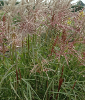 Miscanthus sin. 'Ferner Osten'