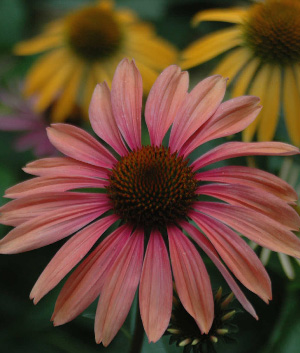 Echinacea purpurea 'Summer Sky'  ®