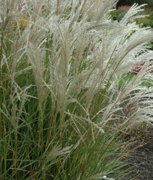 Miscanthus sin. 'Kleine Fontaine'