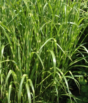 Miscanthus sin. 'Zebrinus'