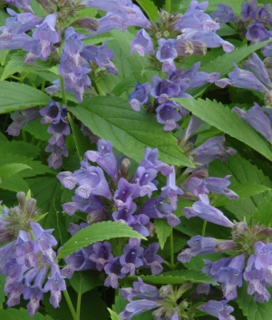 Nepeta subsessilis