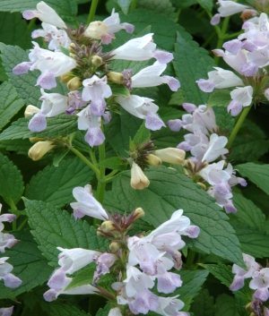 Nepeta subsessilis 'Sweet Dreams'