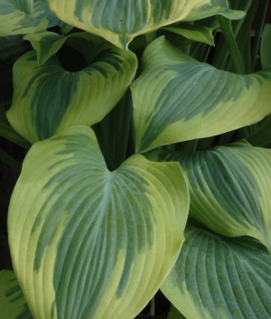 Hosta 'Alex Summers'