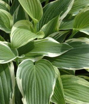 Hosta fortunei 'Antioch'