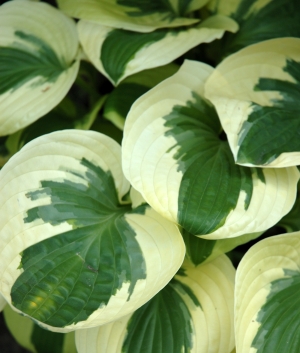 Hosta 'Brim Cup'