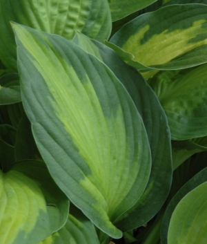 Hosta 'Captain Kirk'