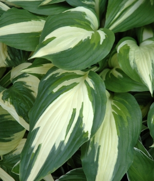 Hosta 'Christmas Candy' ®