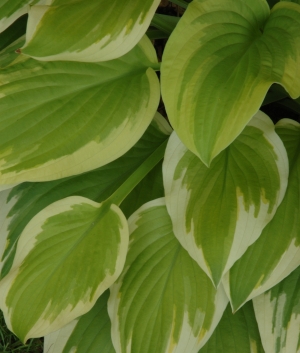 Hosta 'Delta Dawn'