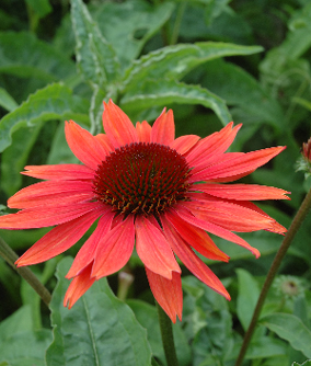 Echinacea purpurea 'Sundown' ®