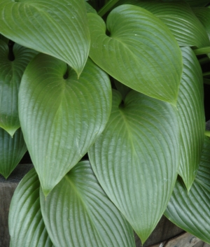 Hosta tardiana 'Devon Green'