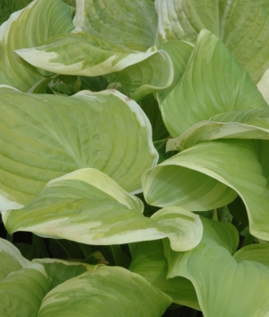 Hosta 'Fragrant Bouquet'