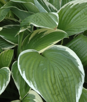 Hosta fortunei 'Francee'