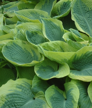 Hosta sieboldiana 'Francis Williams'