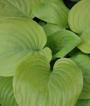 Hosta 'Fried Bananas'