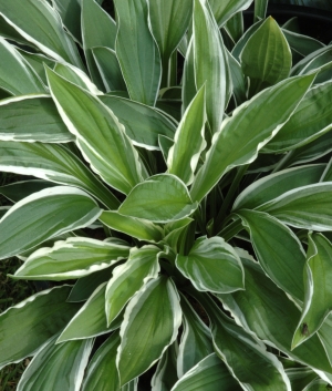 Hosta sieboldii 'Ginko Craig'