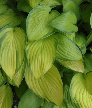 Hosta fortunei 'Gold Standard'