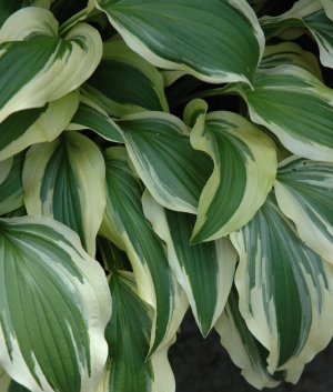 Hosta 'Ground Master'