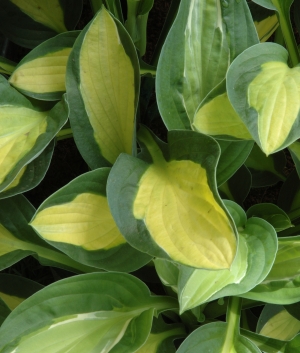 Hosta 'Gypsy Rose'