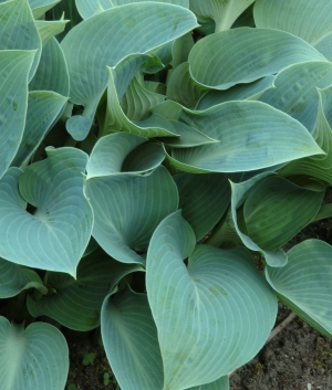 Hosta tardiana 'Halcyon'