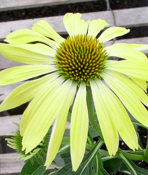 Echinacea purpurea 'Sunrise' ®