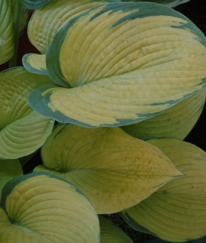 Hosta 'Inniswood'