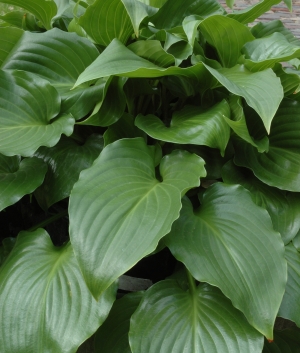 Hosta 'Invinceble'