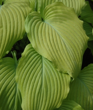 Hosta 'Jimmy Crack Corn'