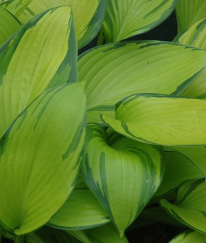 Hosta 'June Fever' ®