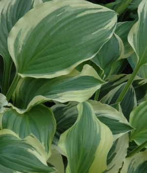 Hosta 'Lakeside Kaleidoscope'