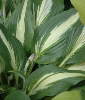 Hosta 'Night Before Christmas'