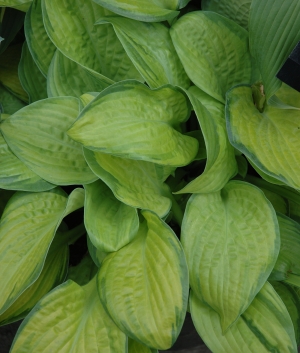 Hosta 'Paradigm'