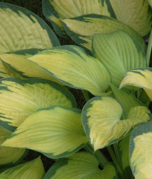 Hosta 'Paul's Glory'