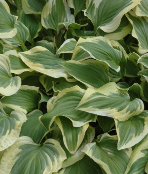 Hosta 'Pilgrim'