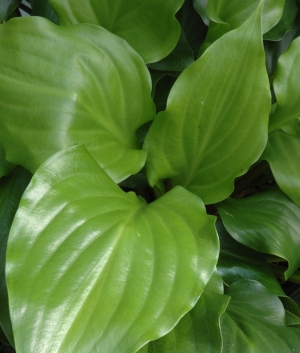 Hosta 'Red Stepper'