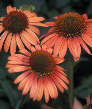 Echinacea purpurea 'Sunset' ®