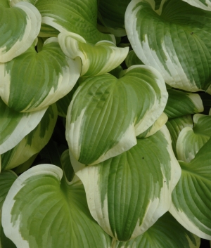 Hosta 'Shade Fanfare'