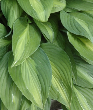 Hosta 'Striptease'