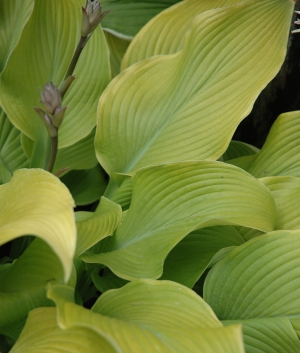 Hosta 'Sun Power'