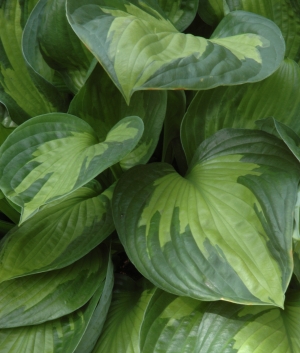 Hosta fortunei 'Whirlwind'