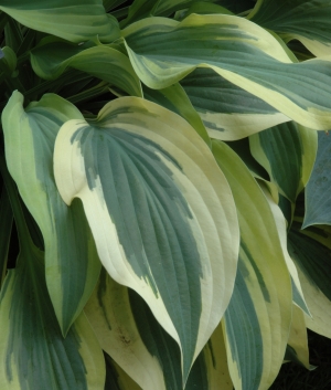 Hosta 'Wolverine'