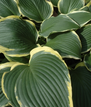 Hosta 'Yellow River'