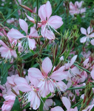 Gaura lindh. 'Siskyou Pink'