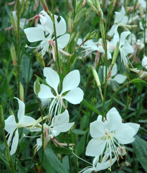 Gaura lindh. 'Whirling Butterflies'