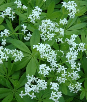 Galium odoratum